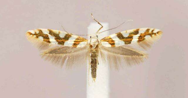 Imagem de Argyresthia goedartella Linnaeus 1758