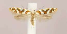 Imagem de Argyresthia goedartella Linnaeus 1758