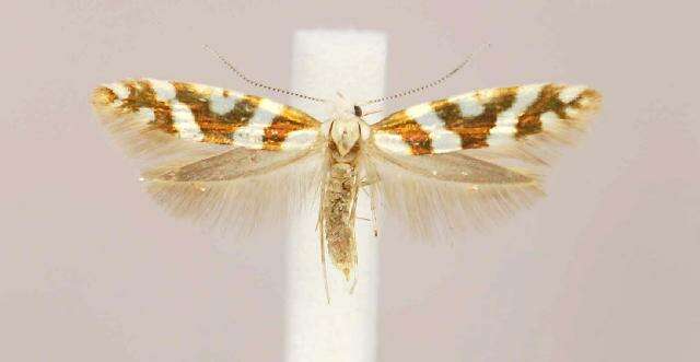 Imagem de Argyresthia goedartella Linnaeus 1758