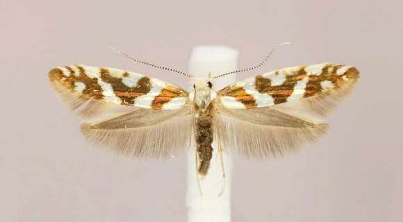 Imagem de Argyresthia goedartella Linnaeus 1758