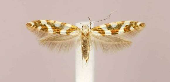 Imagem de Argyresthia goedartella Linnaeus 1758