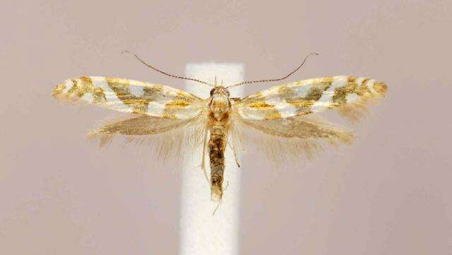 Imagem de Argyresthia goedartella Linnaeus 1758