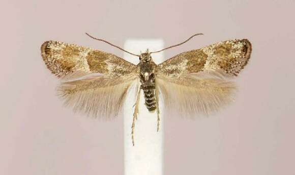 Image of Douglas moths