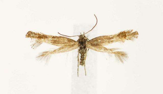 Image of Douglas moths