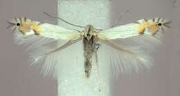 صورة Phyllocnistis populiella Chambers 1875