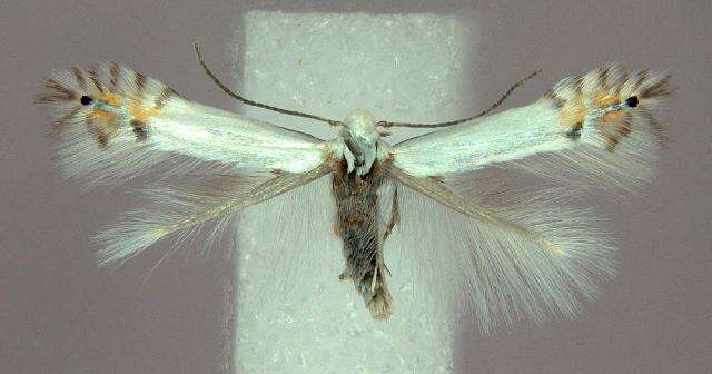 Image of Phyllocnistis
