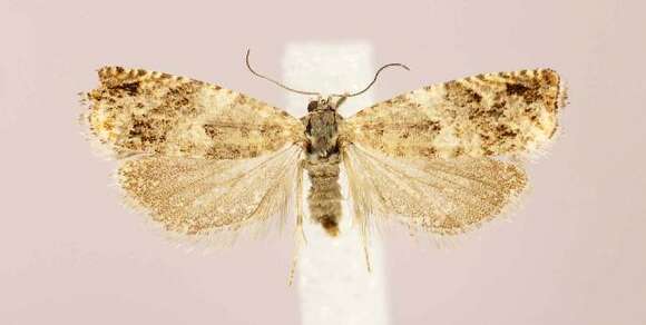 Image of Epinotia subocellana Donovan 1806