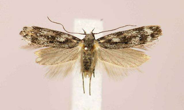 Image of Altenia perspersella Wocke 1862