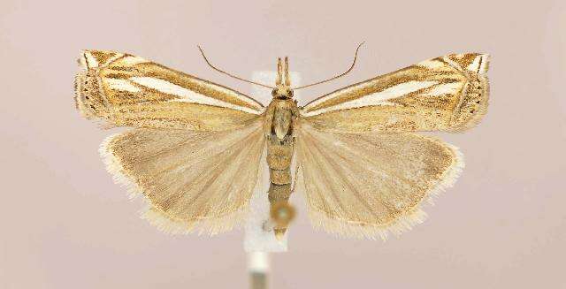 Image of Whitmer's Sod Webworm Moth