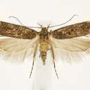 Image of Chionodes flavicorporella Walsingham 1882