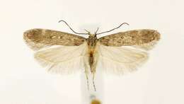 Image of Chionodes flavicorporella Walsingham 1882
