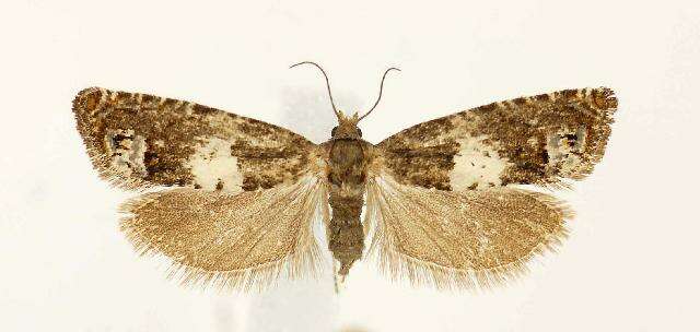 Image de <i>Eucosma marmontana</i>