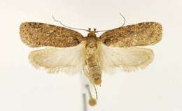 Image of Agonopterix eupatoriiella Chambers 1878