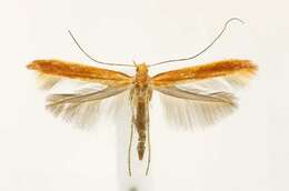 Image of Caloptilia