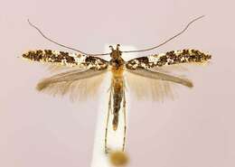 Image of Caloptilia serotinella (Ely 1910)