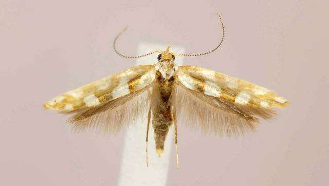 Imagem de Argyresthia goedartella Linnaeus 1758