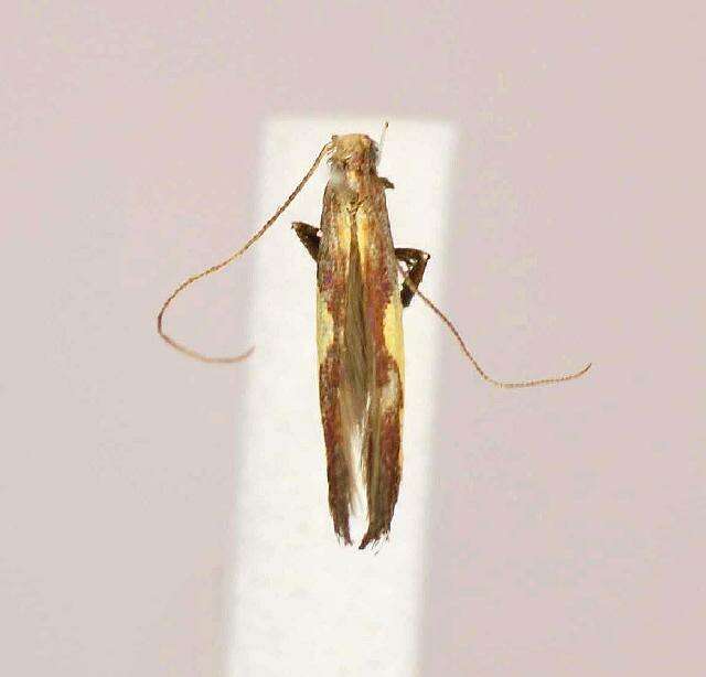 Image of Caloptilia