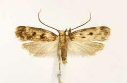 Image of Martyringa latipennis Walsingham 1882