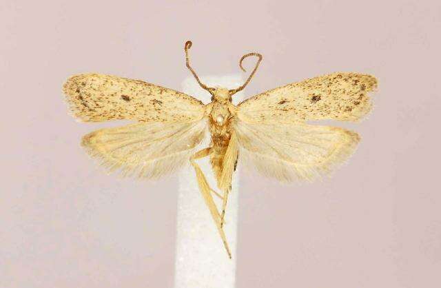 Image de Glyphidocera dimorphella Busck 1907