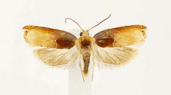 Image of Ancylis divisana Walker 1863