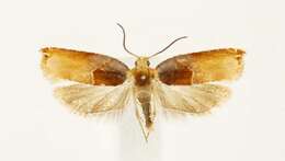 Image of Ancylis divisana Walker 1863