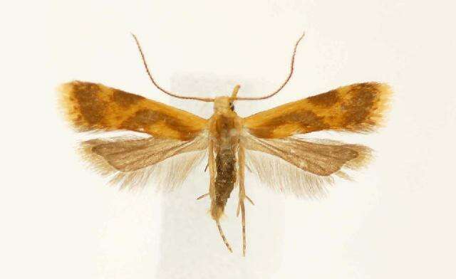 Image of Twirler Moths and kin