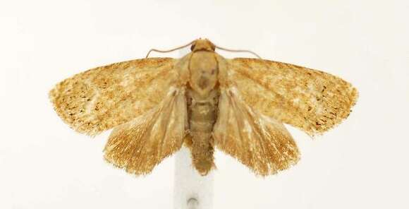 Image of Filbertworm Moth