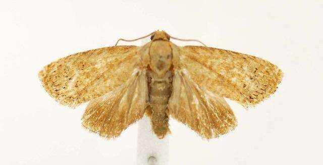 Image of Filbertworm Moth