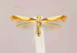 Image of Caloptilia