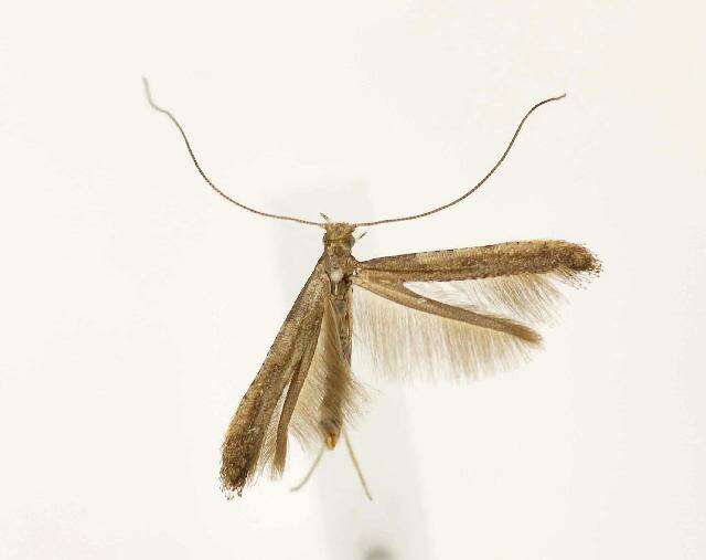 Sivun Caloptilia sassafrasella (Chambers 1876) kuva