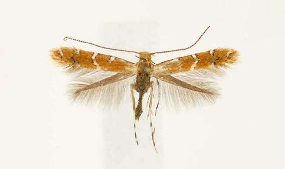 Image of Cremastobombycia verbesinella (Busck 1900)