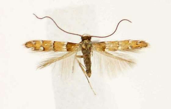 Image of Chrysaster ostensackenella (Fitch 1859)