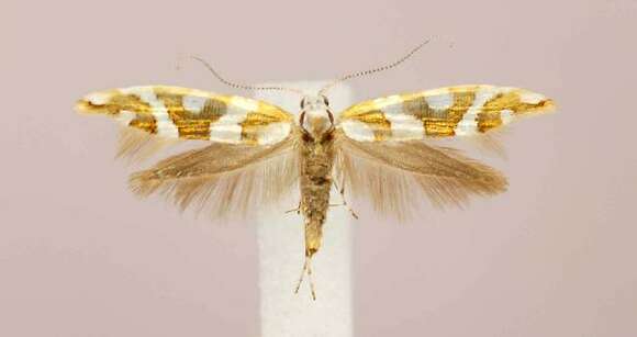 Imagem de Argyresthia goedartella Linnaeus 1758