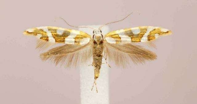 Imagem de Argyresthia goedartella Linnaeus 1758