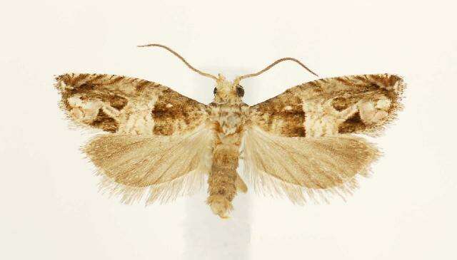 Image of Constricted Sonia Moth