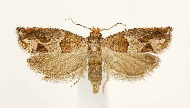 Image of Constricted Sonia Moth