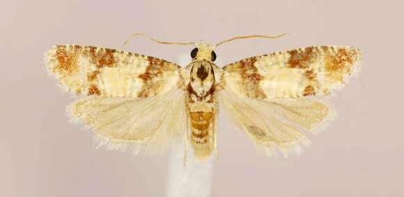 Image of Subtropical Pine Tip Moth