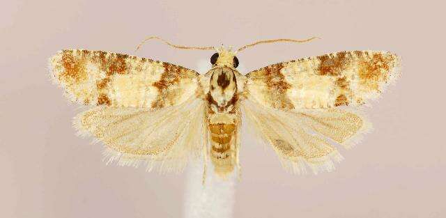 Image of Subtropical Pine Tip Moth