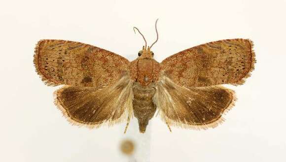 Image of Filbertworm Moth