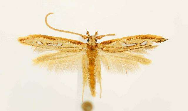 Image of Exclamation Moth