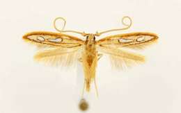Image of Exclamation Moth
