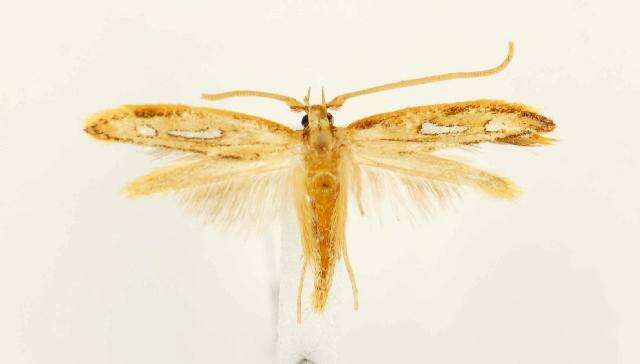 Image of Exclamation Moth