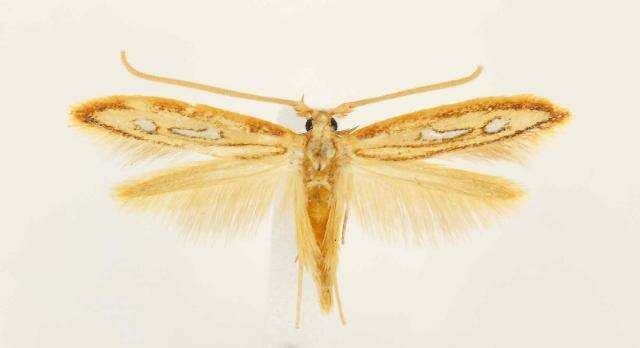 Image of Exclamation Moth