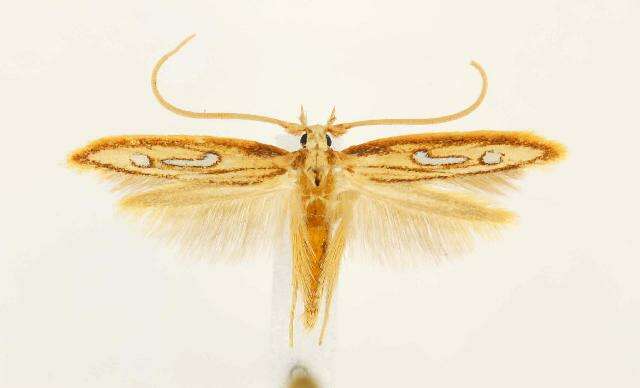 Image of Exclamation Moth