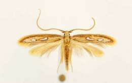 Image of Exclamation Moth