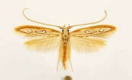 Image of Exclamation Moth