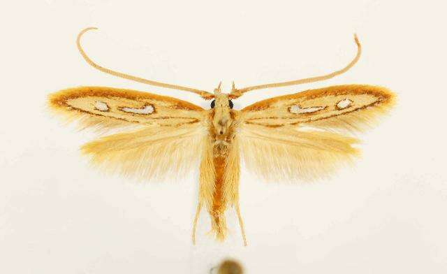 Image of Exclamation Moth