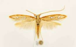 Image of Exclamation Moth