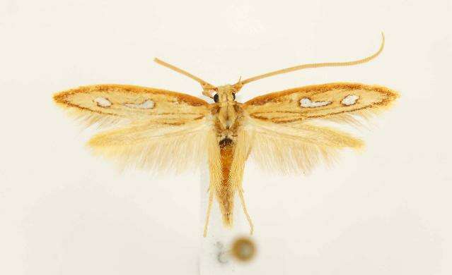 Image of Exclamation Moth