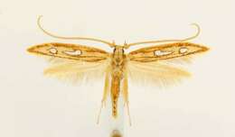 Image of Exclamation Moth